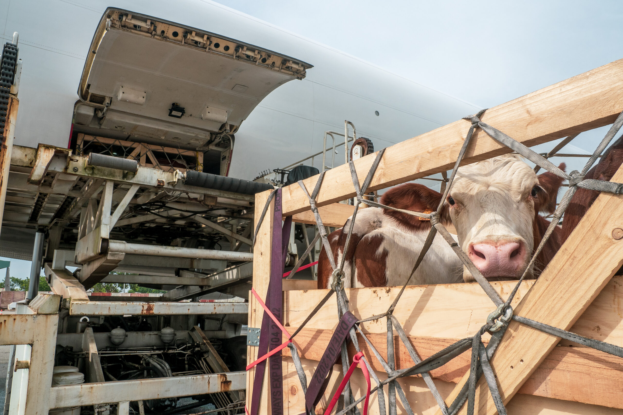 Transporting Live Animal Cargo
